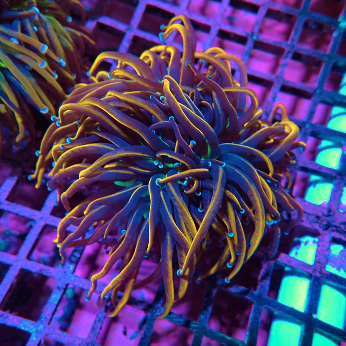 Gold Green Center Blue Tips Torch (Double Head)