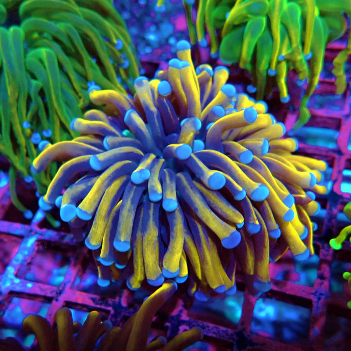 Banana Gold Torch