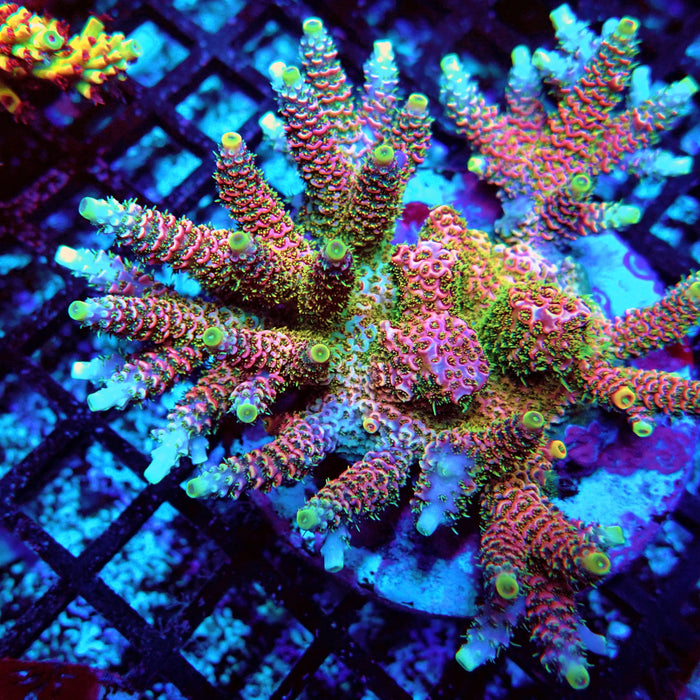 REx Crazy Pink Mille Acro