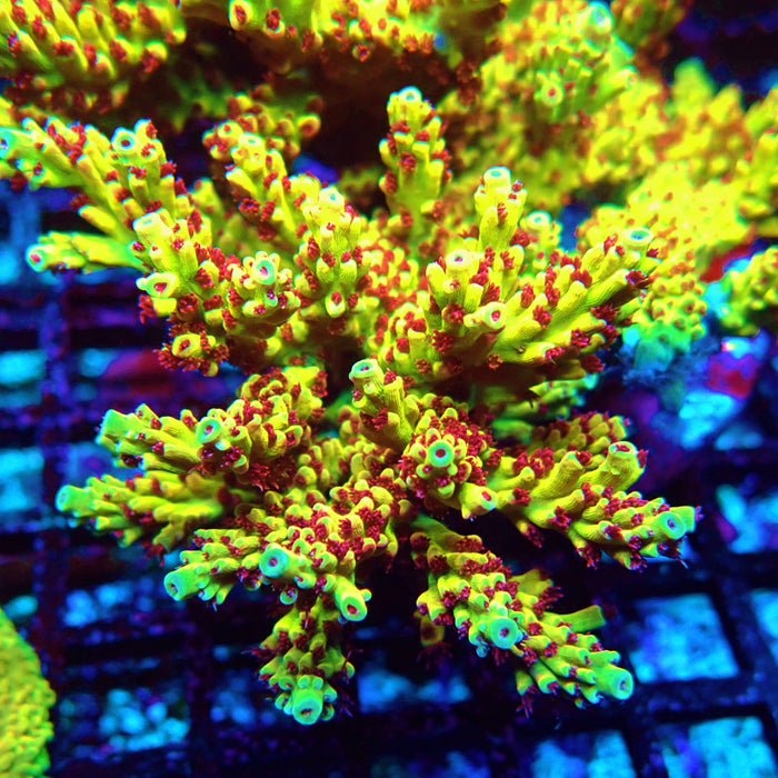 REx Xfinity Confetti Acro