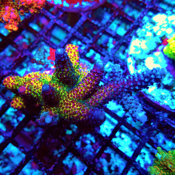 REX Rainbow Goblin Fire Acro