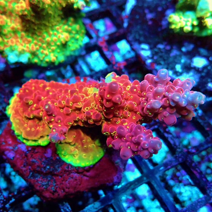 REx Amazing Red Sunset Acro