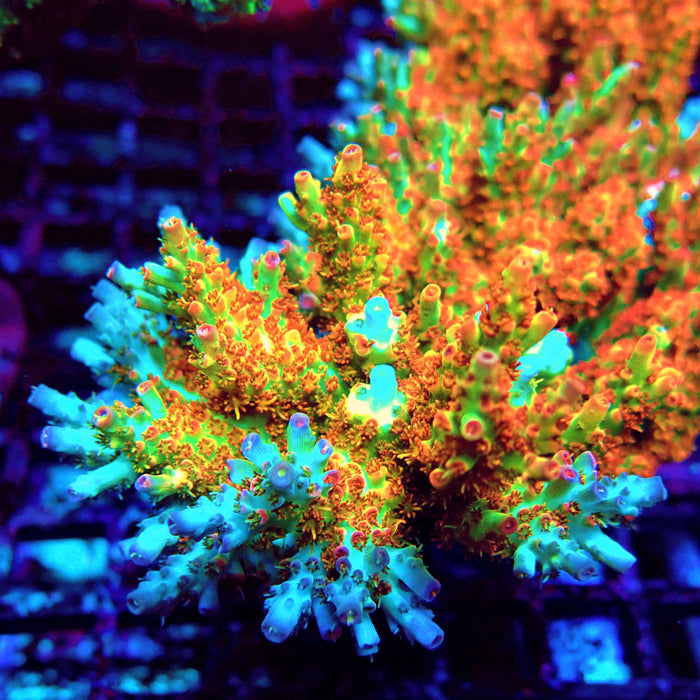 REx Red-Orange Firework Acro