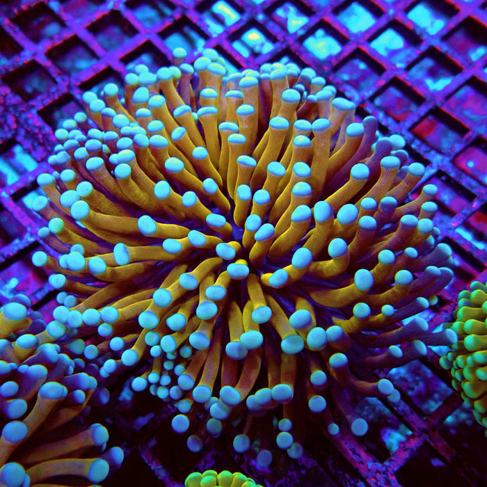 Banana-Gold Pink Tips Torch Premium