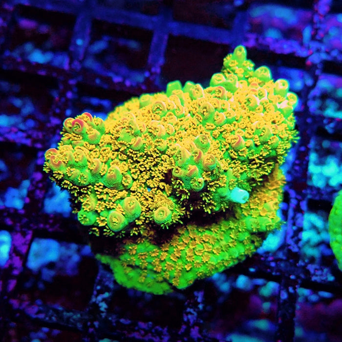 Acro Frag Aquaculture