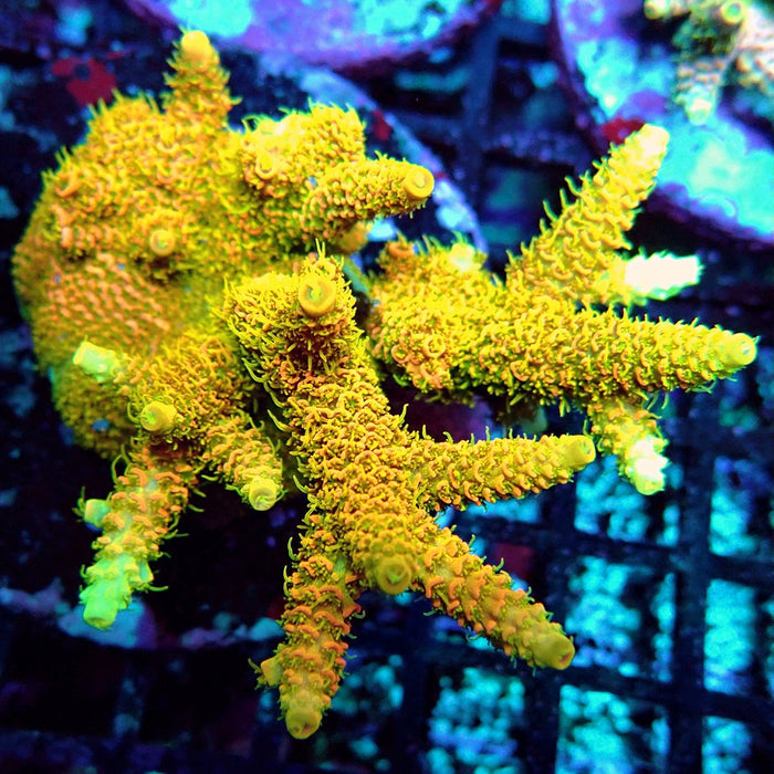 REx Crazy Orange Mille Acro