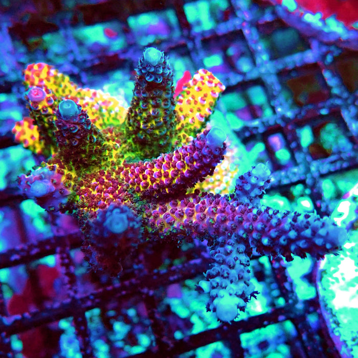 REX Rainbow Goblin Fire Acro