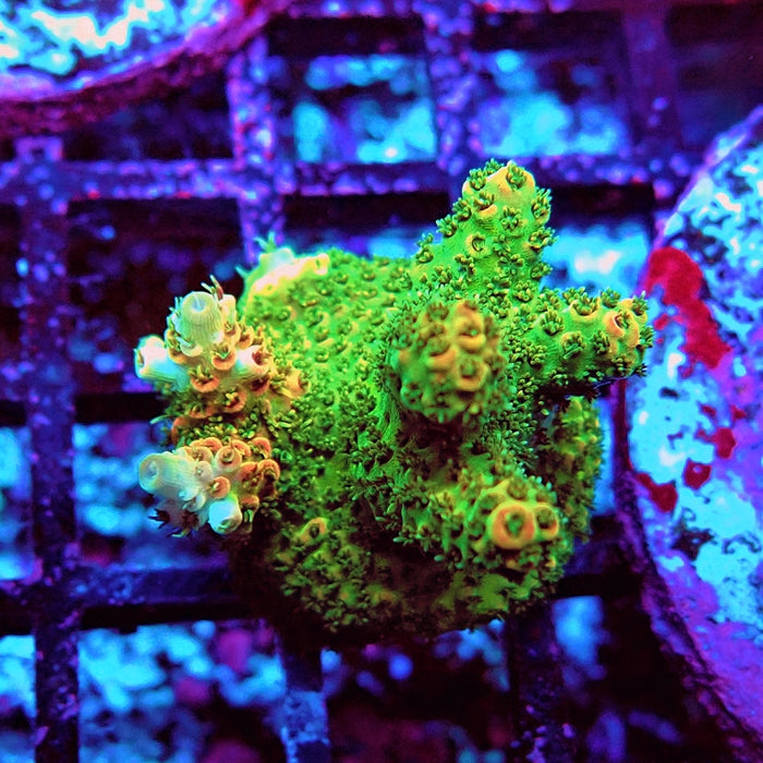 Acro Frag Aquaculture