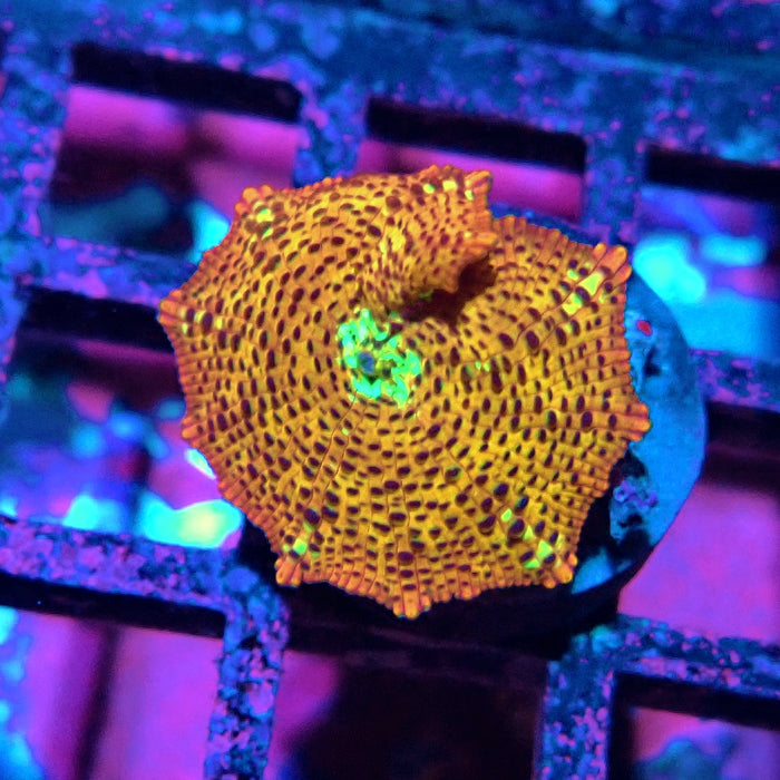 Premium Leopard Mushroom