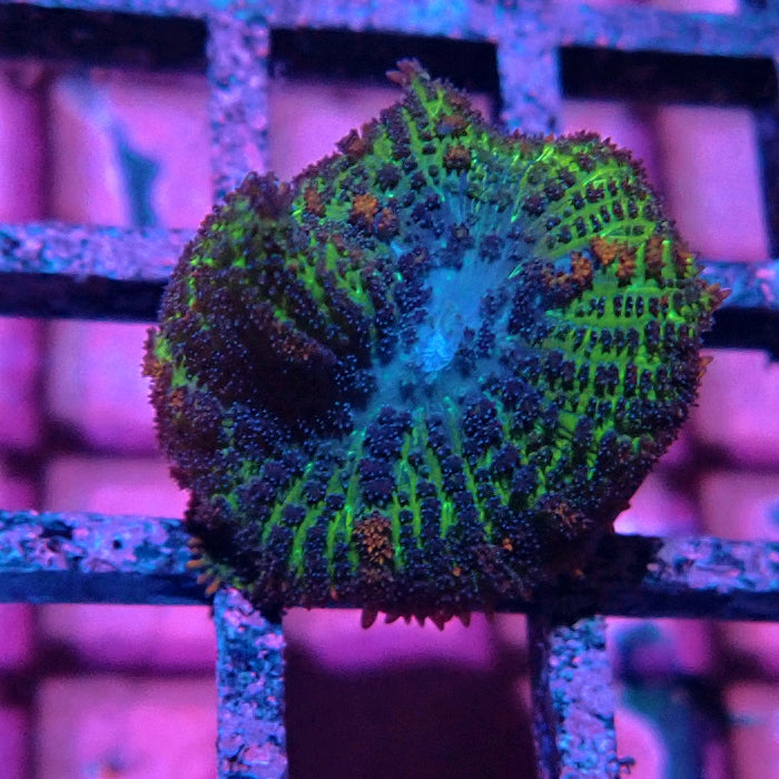 Rhodactis