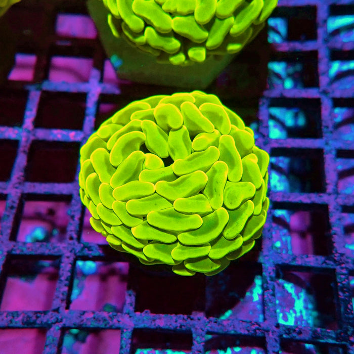Euphyllia Cannary Yellow Hammer (Australia)