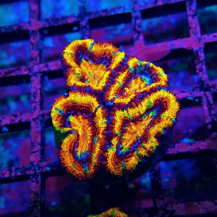 Acan Lord Rainbow Frag