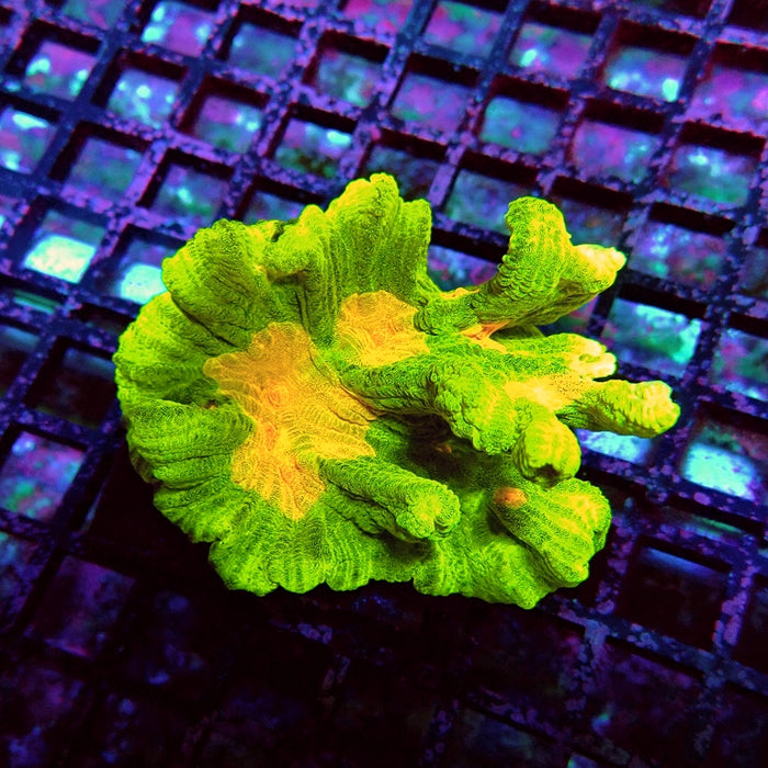 Pectinia Space Invader Colony