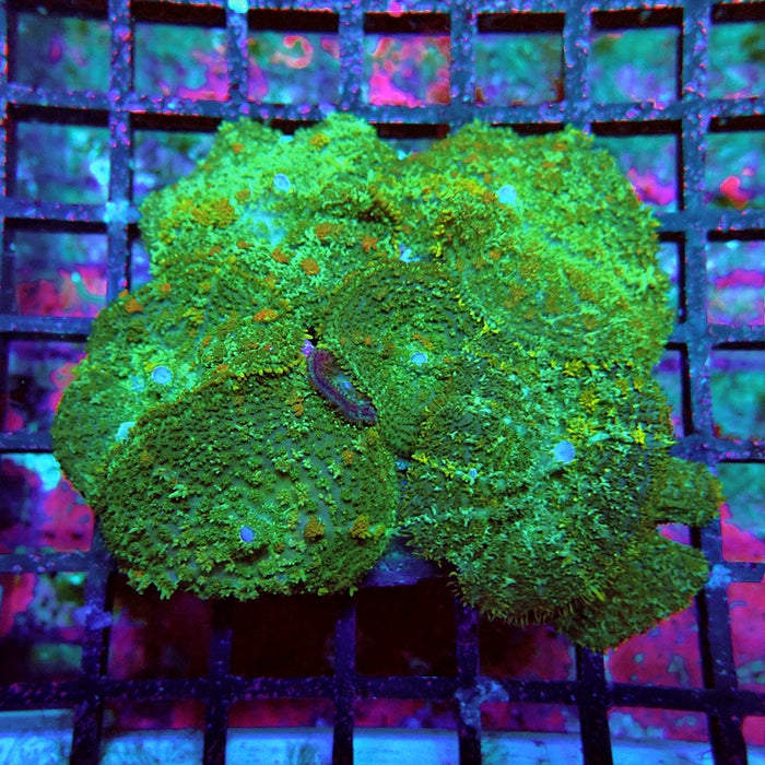 Mushrooms Colony