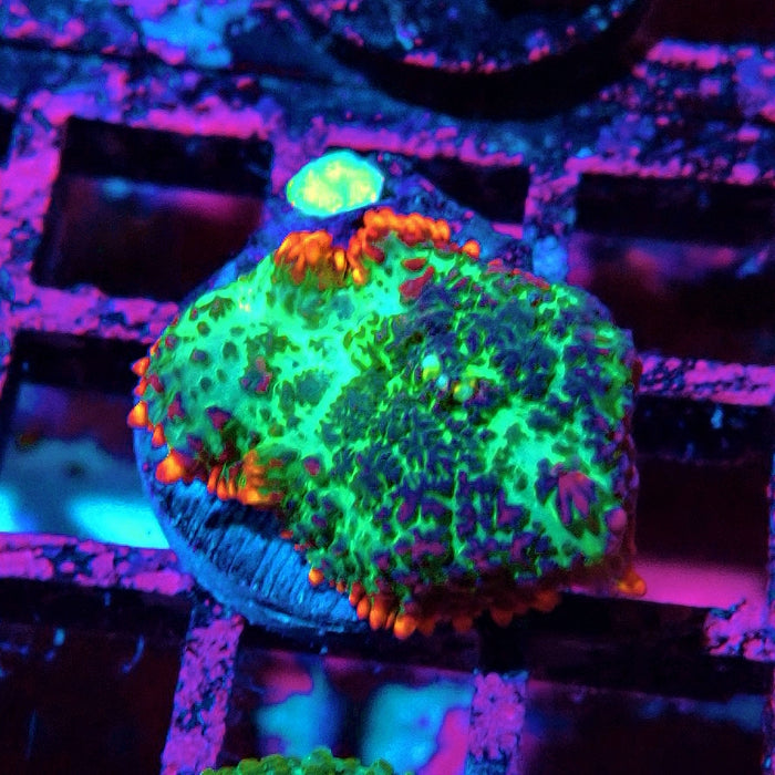Super Ultra Variegated Rhodactis