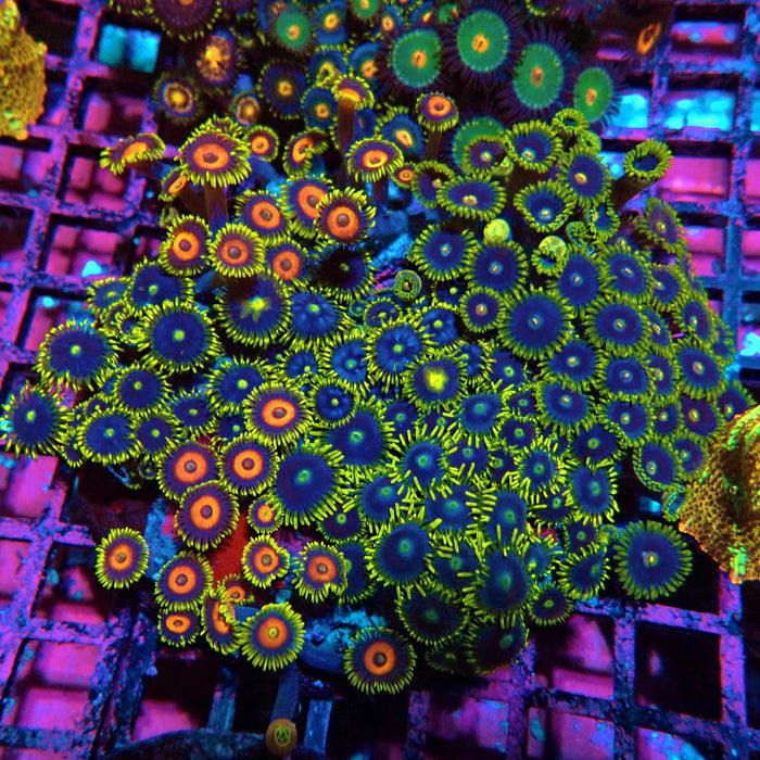 Mix Zoas Premium Colony