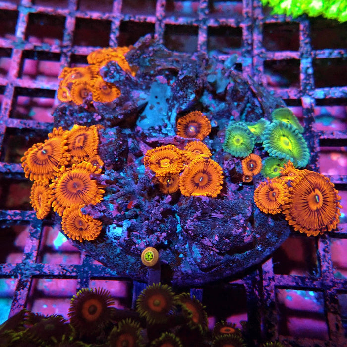 Mix Zoas Premium Colony