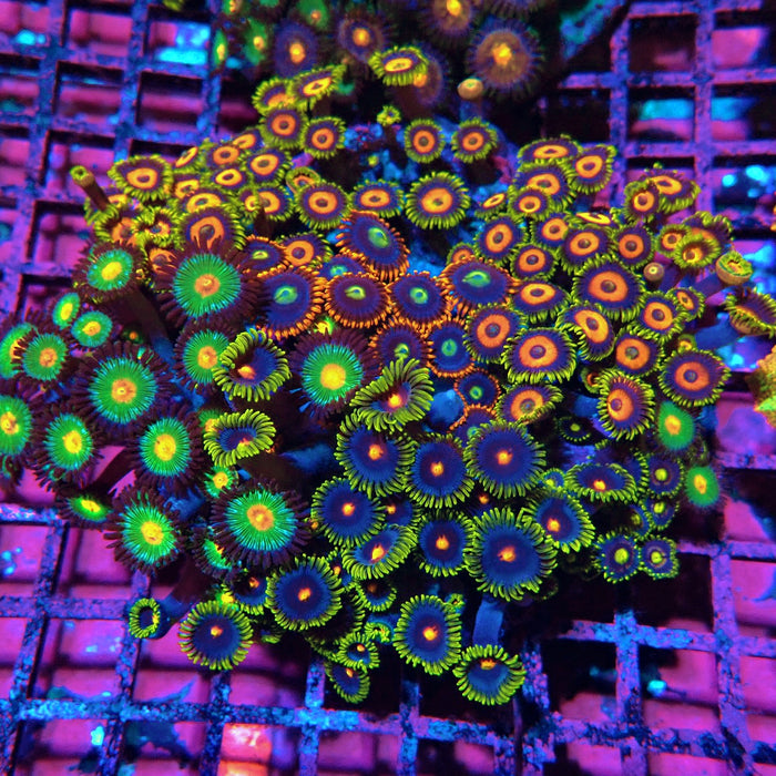 Mix Zoas Premium Colony
