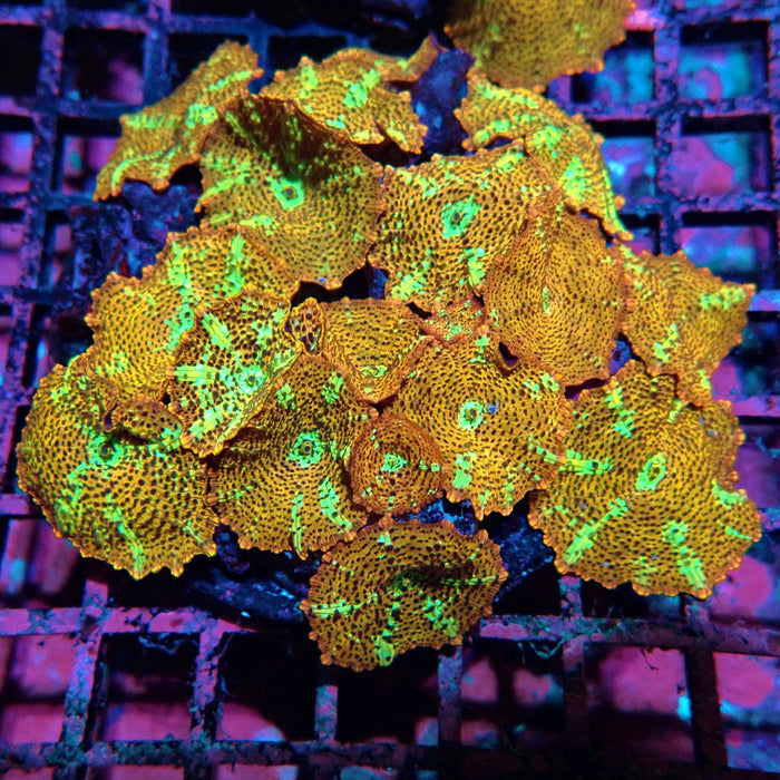 Premium Leopard Mushroom Colony