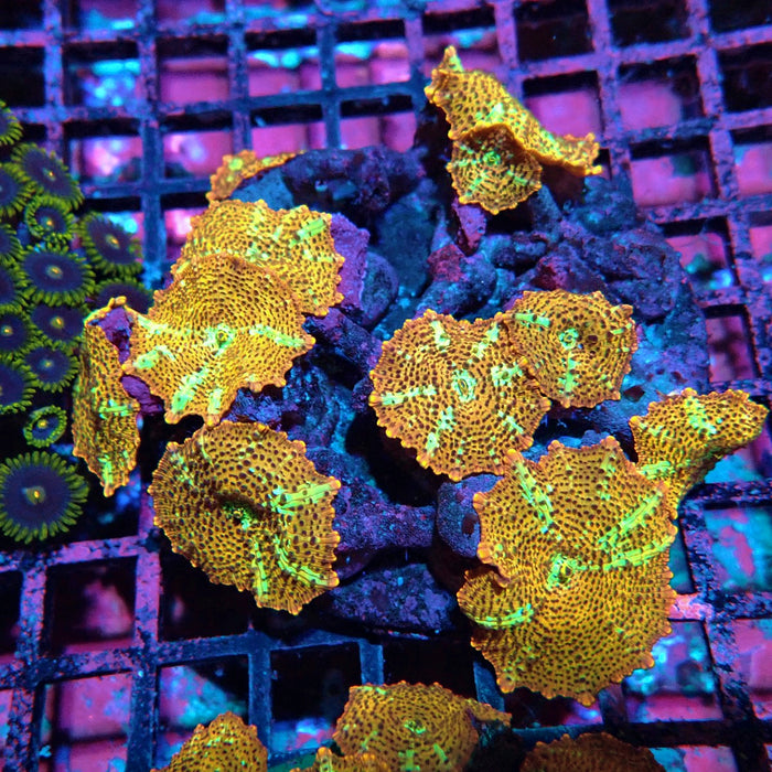 Premium Leopard Mushroom Colony