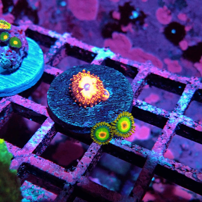 Utter Chaos Zoas Frag