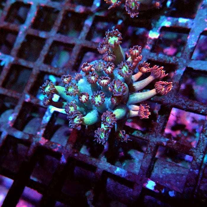 Goniopora Reddish Large Polyp