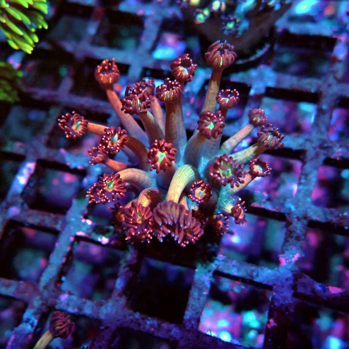 Goniopora Reddish Large Polyp