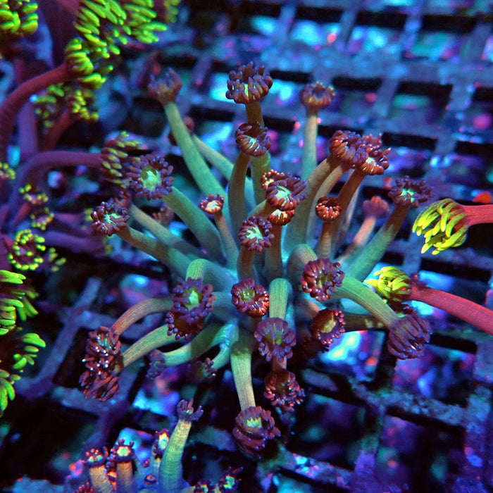 Goniopora Reddish Large Polyp