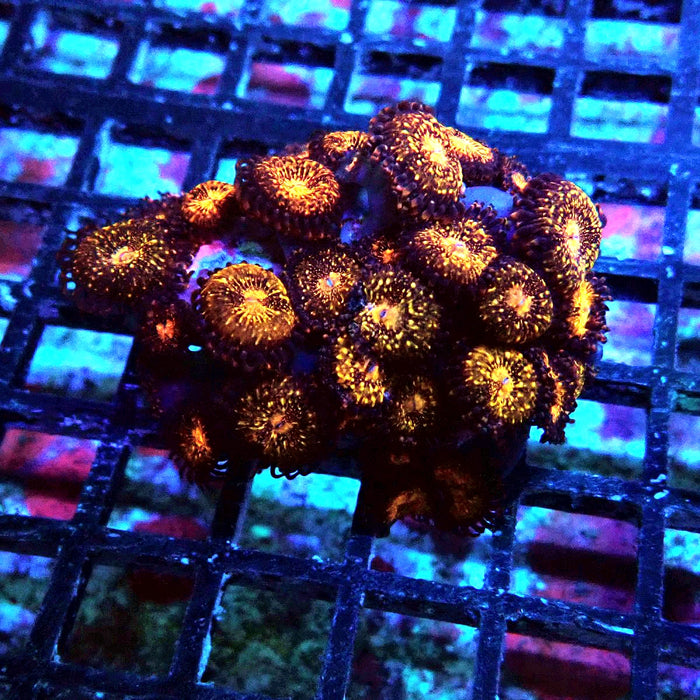 Zoas Colony