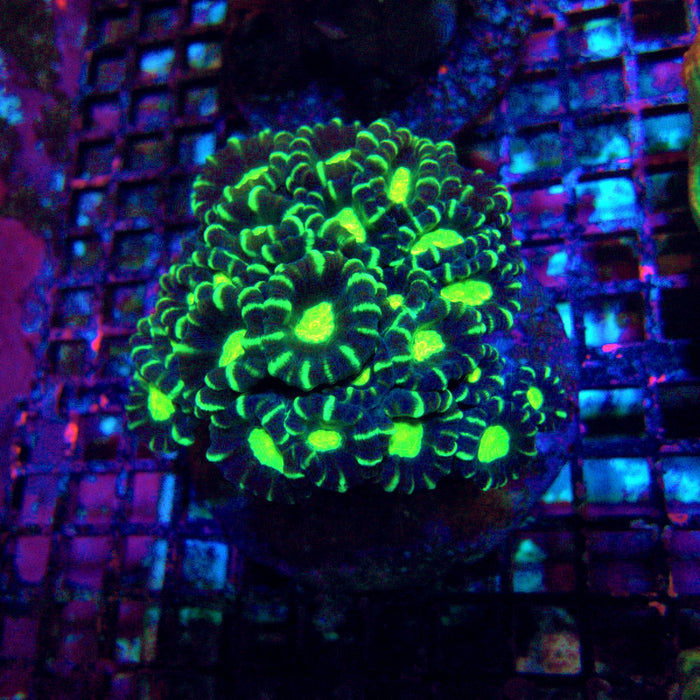 Candy Cane Premium Colony