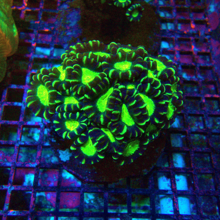 Candy Cane Premium Colony
