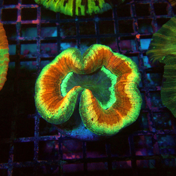 Trachyphyllia