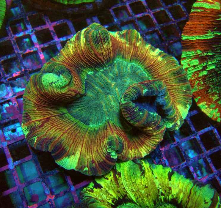 Trachyphyllia