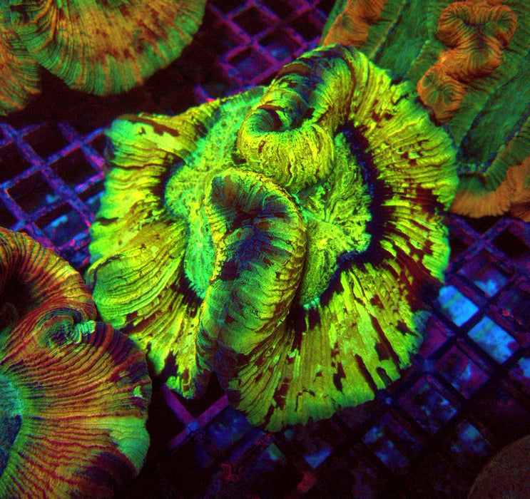 Trachyphyllia