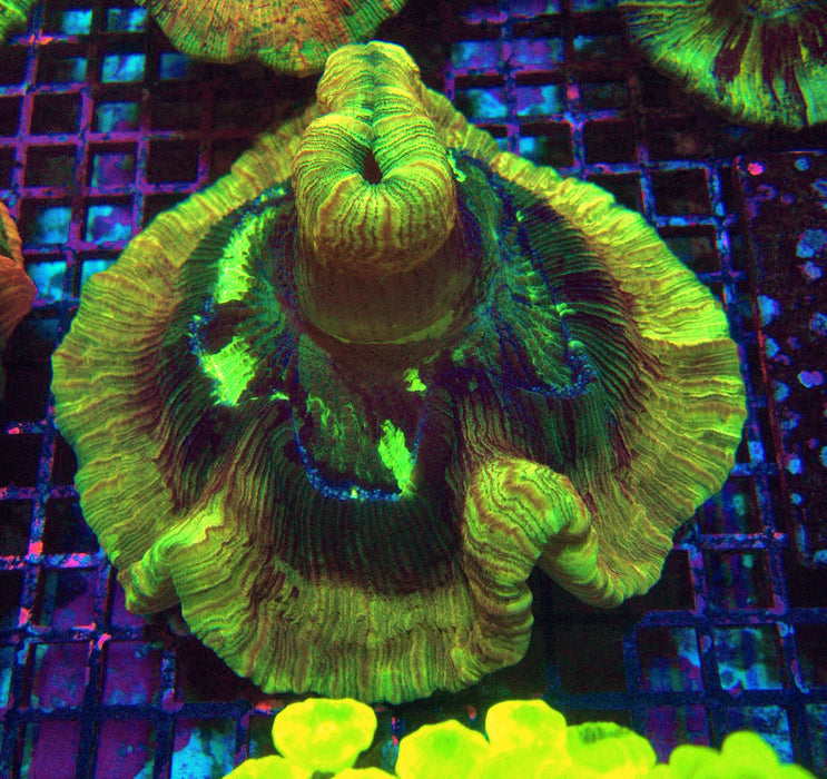 Trachyphyllia