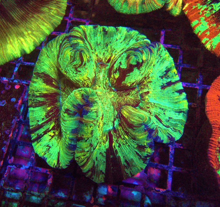 Trachyphyllia