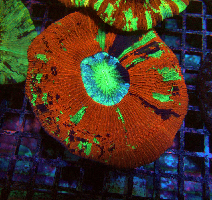 Trachyphyllia
