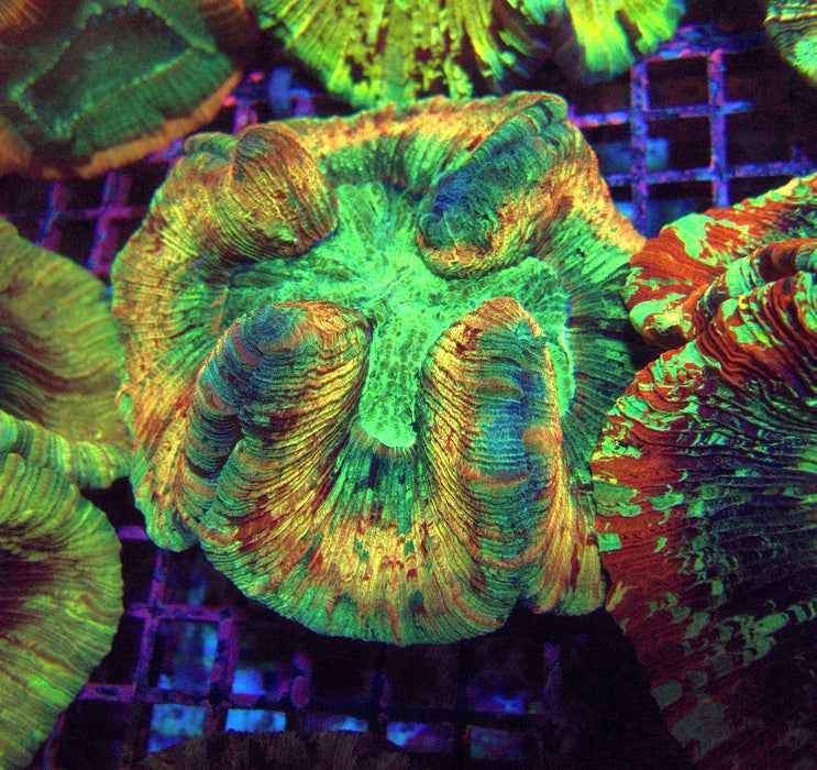 Trachyphyllia