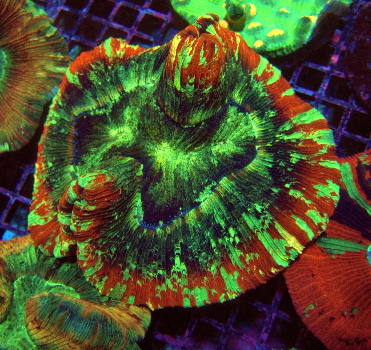 Trachyphyllia