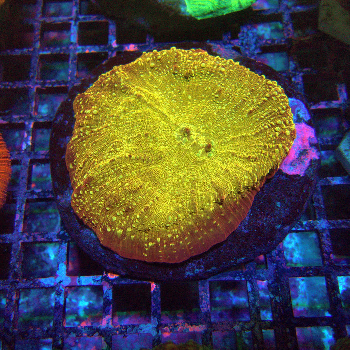 Chalice Premium Colony