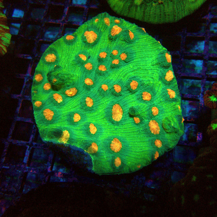 Chalice Premium Colony
