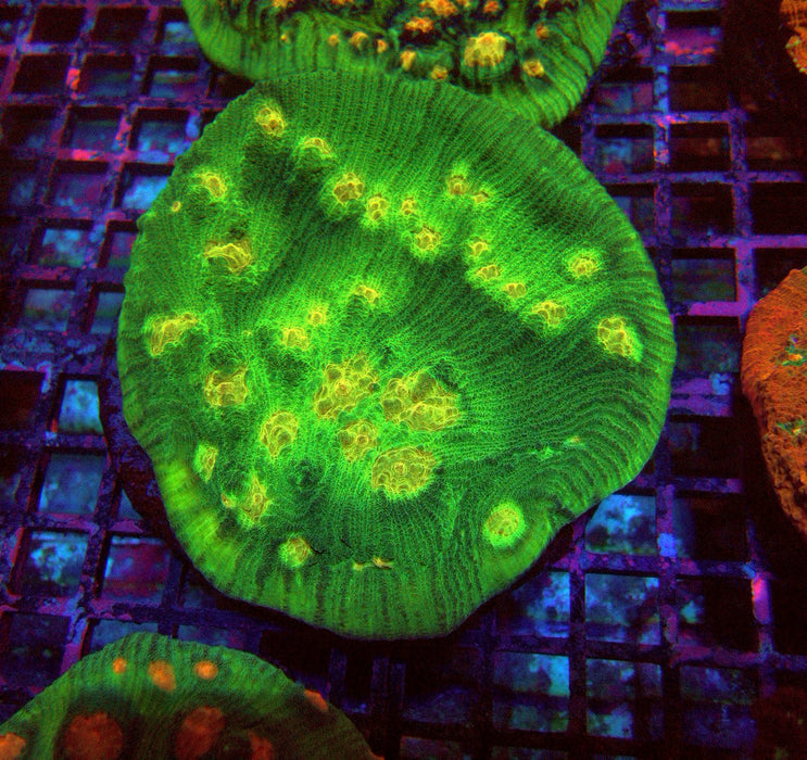 Chalice Premium Colony