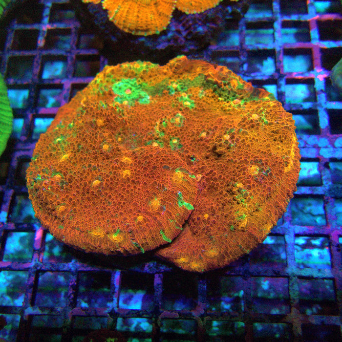 Chalice Premium Colony