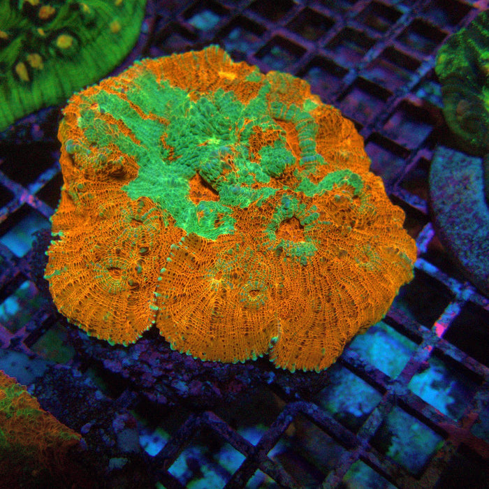 Chalice Colony