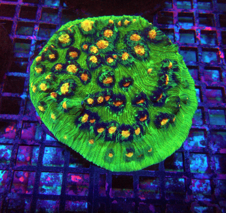 Chalice Premium Colony