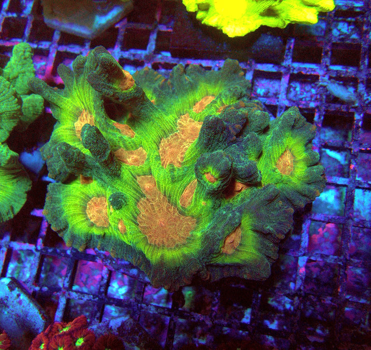 Pectinia Premium Colony