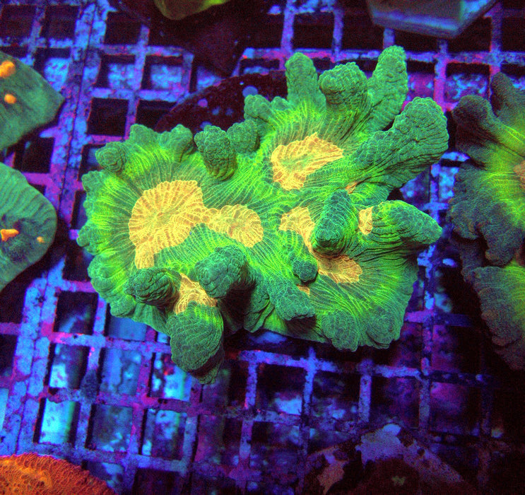 Pectinia Premium Colony