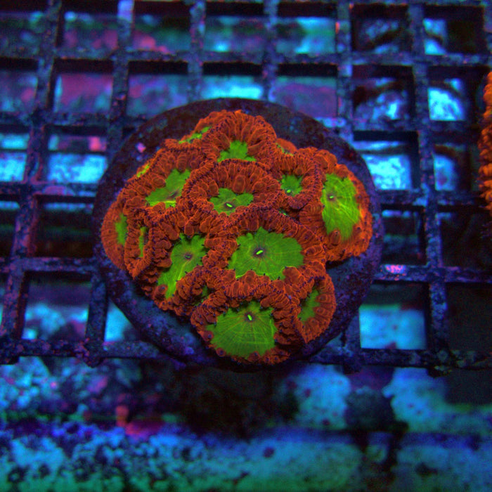 Blastomussa Premium Colony