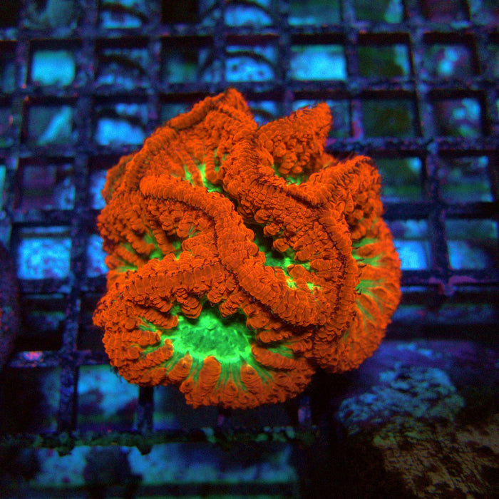 Blastomussa Premium Colony