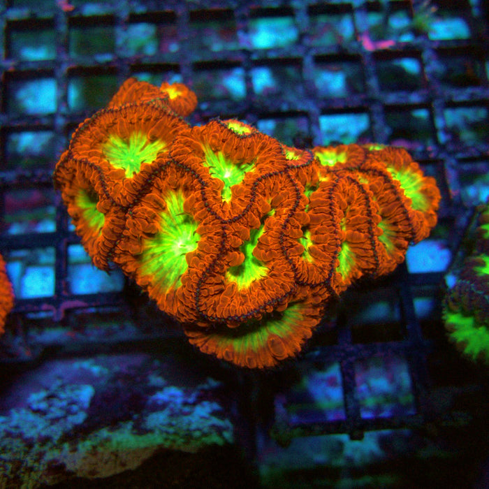 Blastomussa Wellsi Ultra Mini Colony